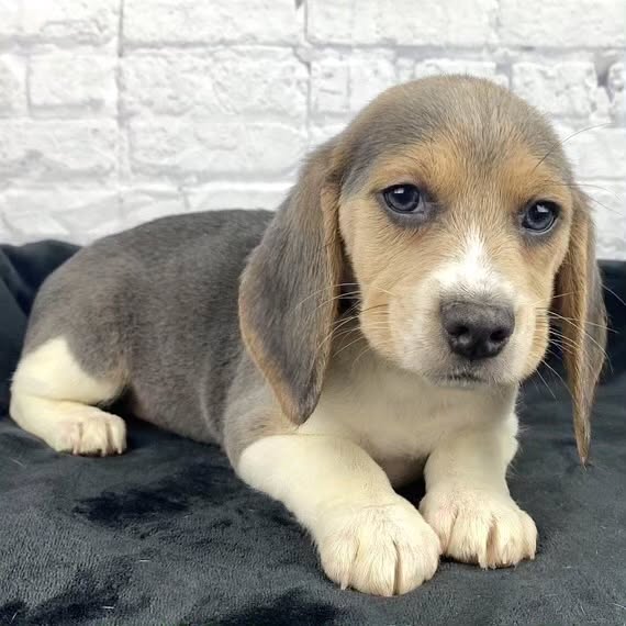 beagle_puppies_spot_1710989570_3328344210039547517_59879548363